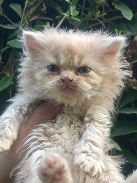 FAWN MALE AND FEMALE KITTEN / CAT AVAILABLE KINDLY READFULL ADS 6