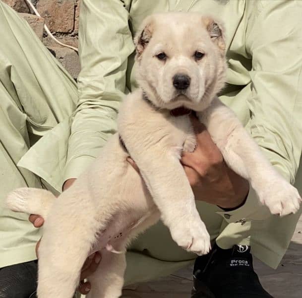 King alabai dog male 2 months for sale security dog 0