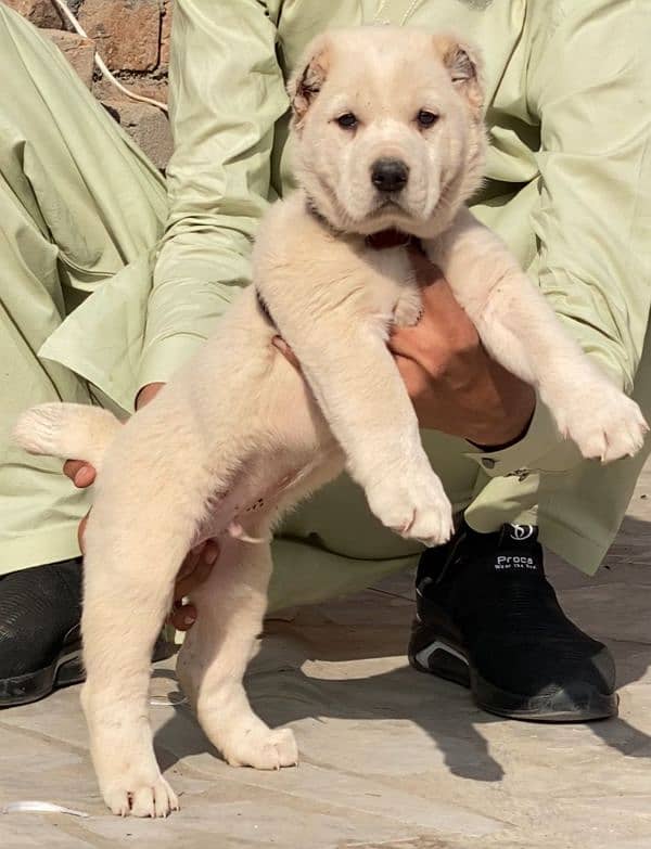 King alabai dog male 2 months for sale security dog 1