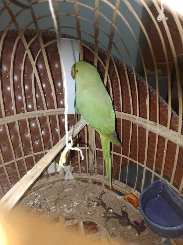 parrot female for sell 0