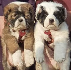 King alabai dog pair 2 months for sale security dog