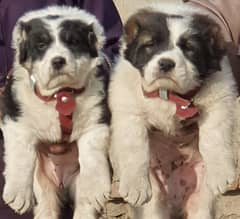 King alabai dog pair 2 months for sale security dog