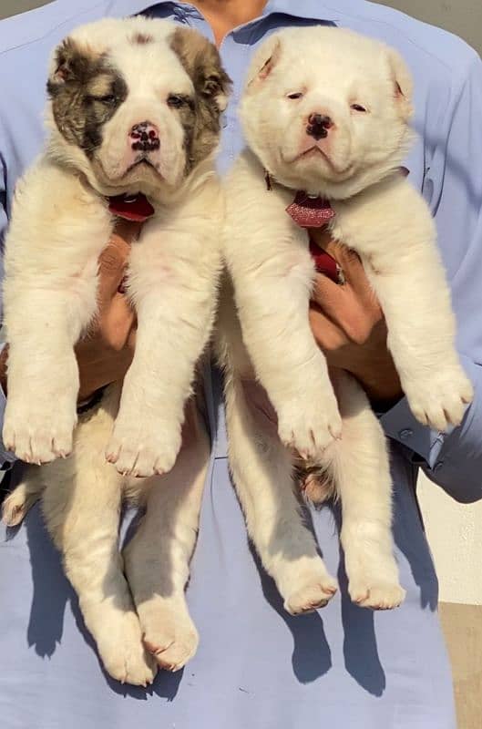 King alabai dog pair 2 months for sale security dog 1