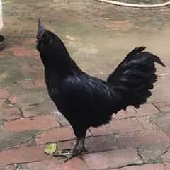 ayam cemani gray tougn pair hen for sale