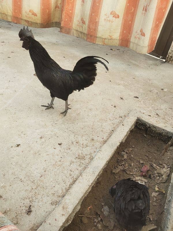 ayam cemani gray tougn pair hen for sale 1