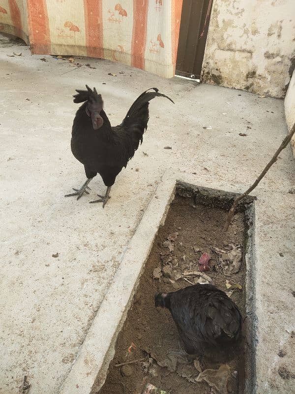 ayam cemani gray tougn pair hen for sale 2