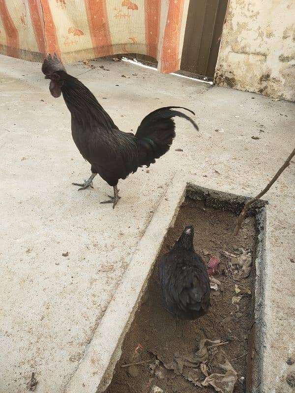 ayam cemani gray tougn pair hen for sale 3