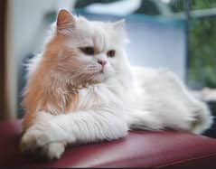 Fawn colour Persian male