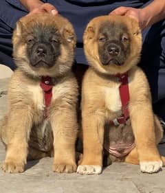 kurdish Kangal dog pair 2 months for sale security dog