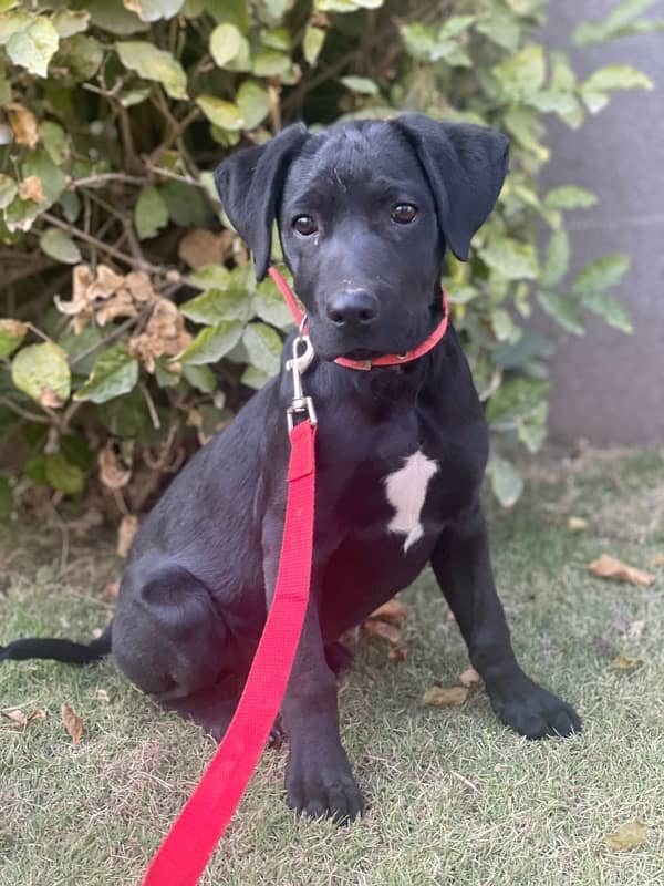 Black Labrador pure breed 0