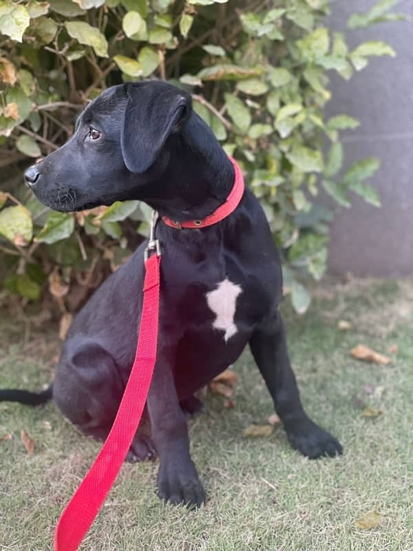 Black Labrador pure breed 1