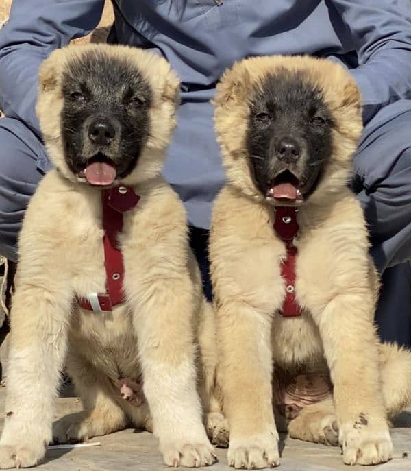 kurdish Kangal dog pair for sale 0