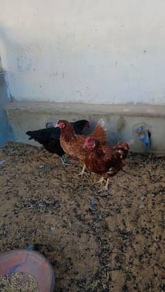 3 lohmann brown hens