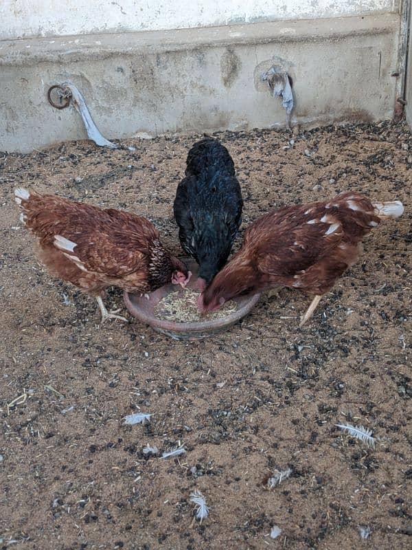 3 lohmann brown hens 3