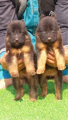 German Shepherd |black Shepherd |German puppies | puppy | GSD dog