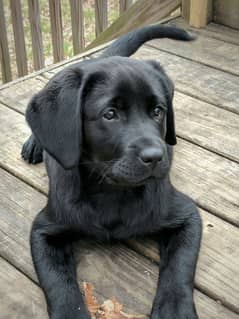 Black Labrador for sale