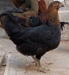 High quality chicks for sale in cheap price