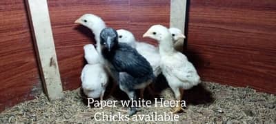 Thai / Heera Chicks Available