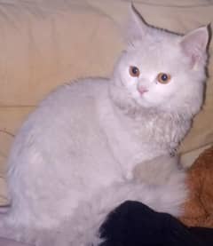 Persian Cat for sale