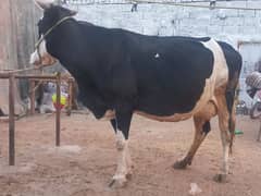 cow