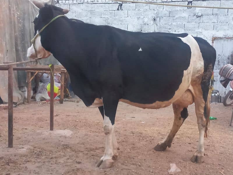 young cow Cross breed 2nd lactation,14kg per day. 0