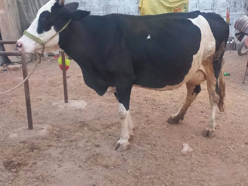 young cow Cross breed 2nd lactation,14kg per day. 2