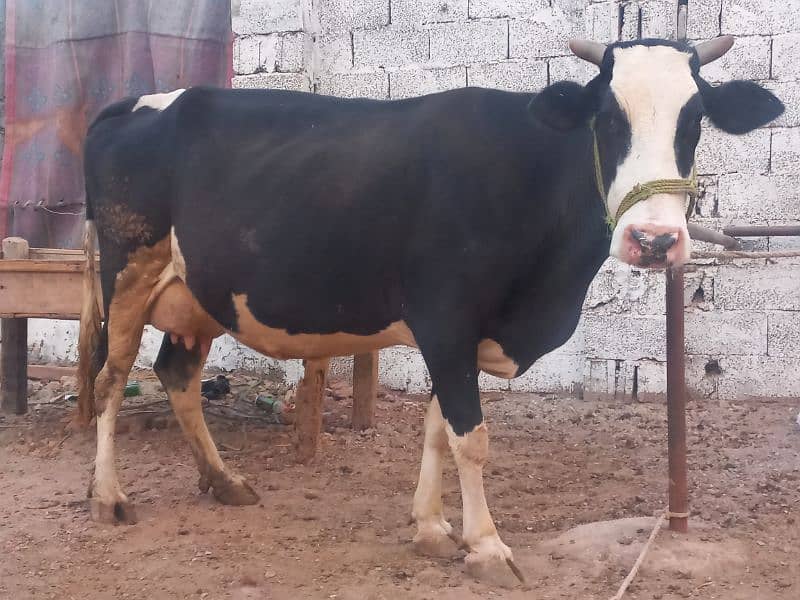 young cow Cross breed 2nd lactation,14kg per day. 3