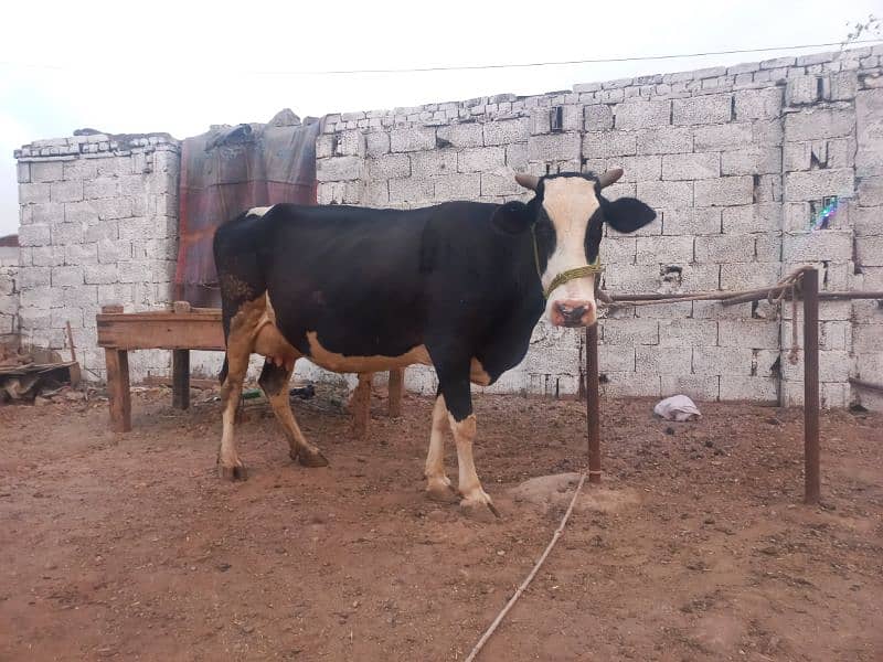 young cow Cross breed 2nd lactation,14kg per day. 4