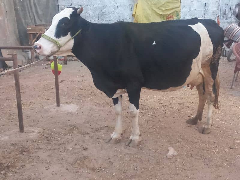 young cow Cross breed 2nd lactation,14kg per day. 5