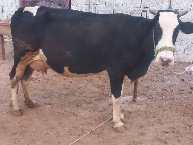 young cow Cross breed 2nd lactation,14kg per day. 6