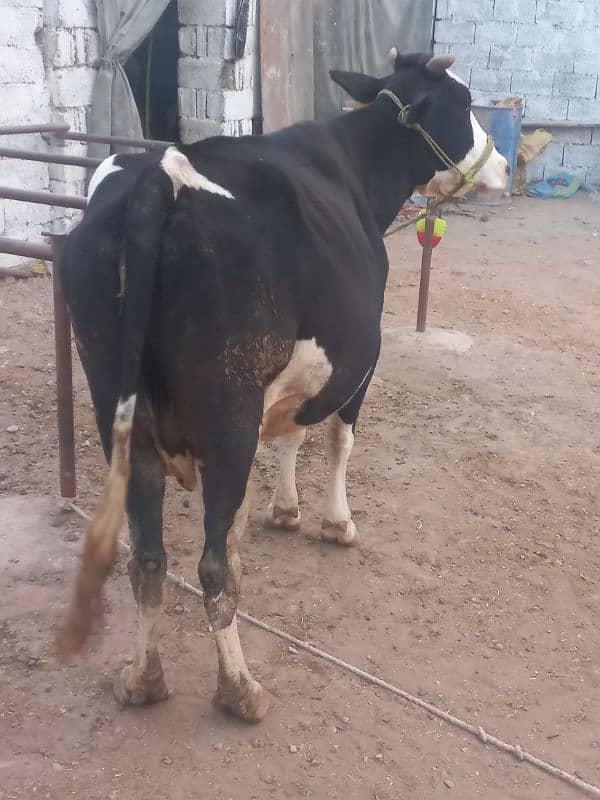 young cow Cross breed 2nd lactation,14kg per day. 7