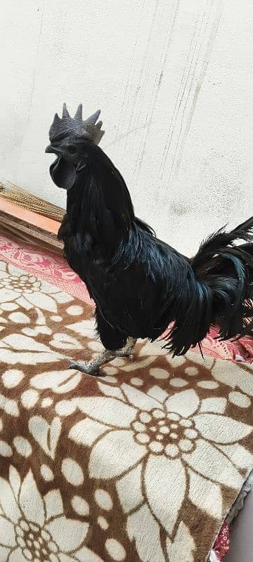 ayam camani bredar male for sale 0