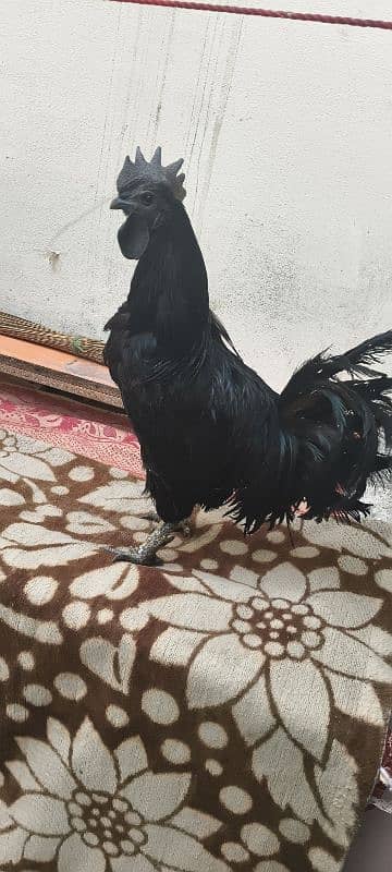 ayam camani bredar male for sale 1