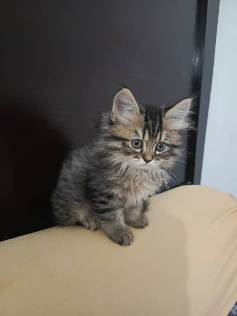 Triple coat 60days kitten 1