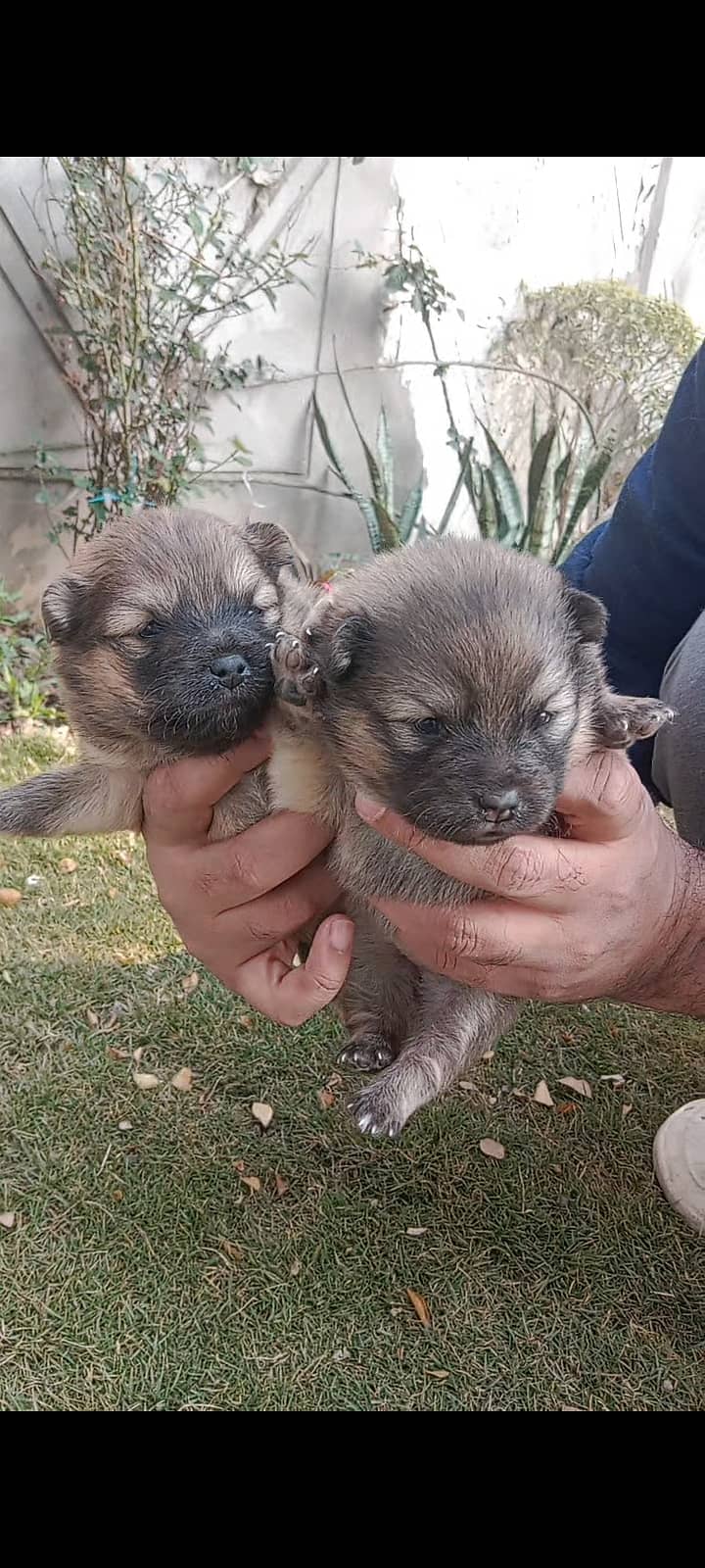 Pedigree Pomeranian puppies for urgent sale 6