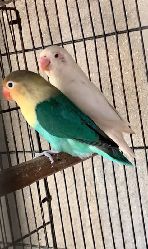 love bird Breedee pair with eggs 2