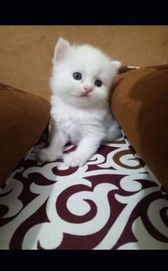 Persian kitten for urgent sale my WhatsApp number 03706577151