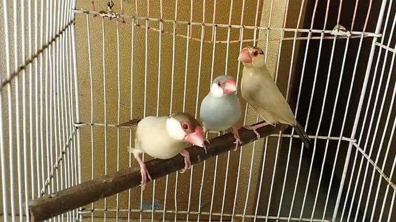 Mutations finches, fawn, silver , Albino Java 1