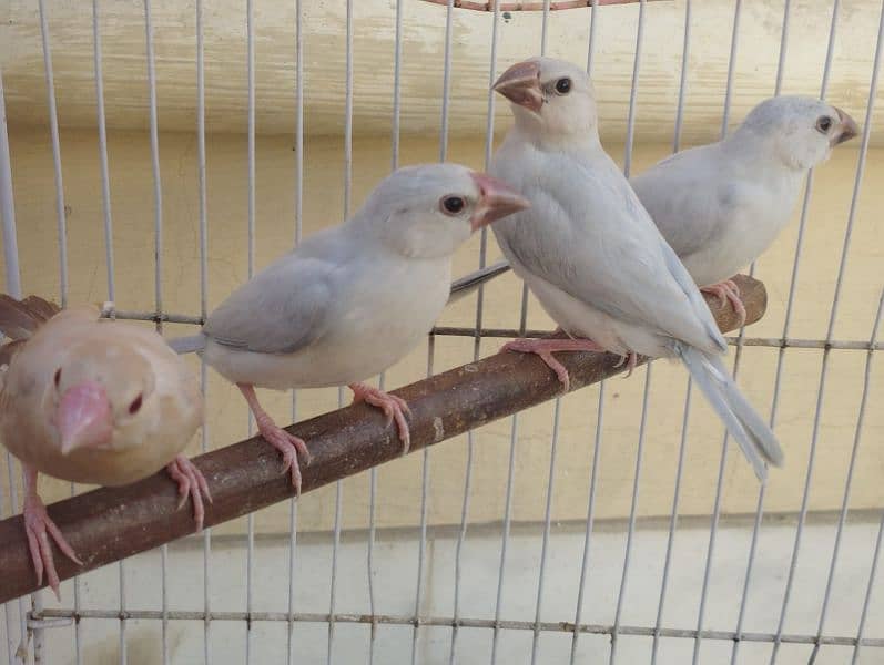 Mutations finches, fawn, silver , Albino Java 2
