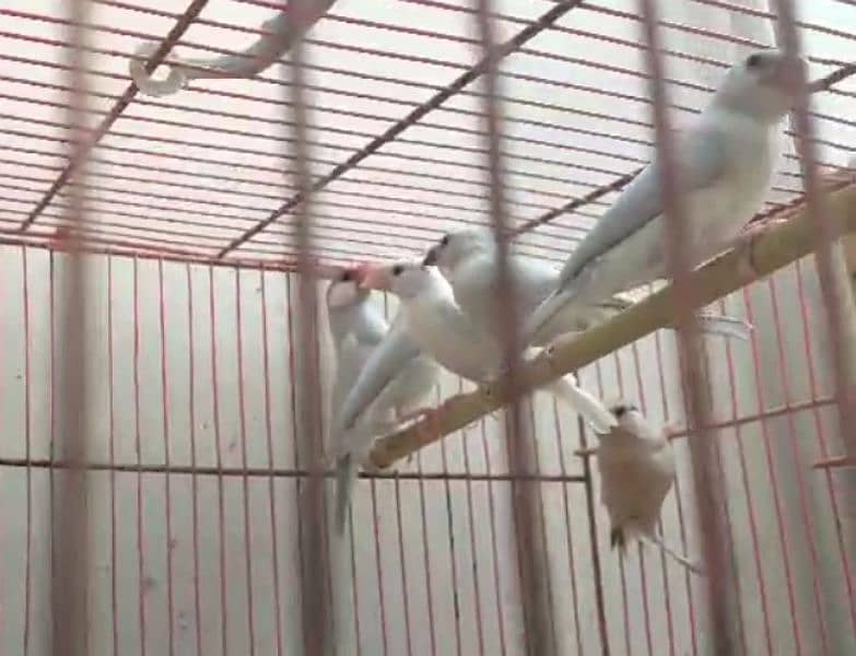Mutations finches, fawn, silver , Albino Java 3