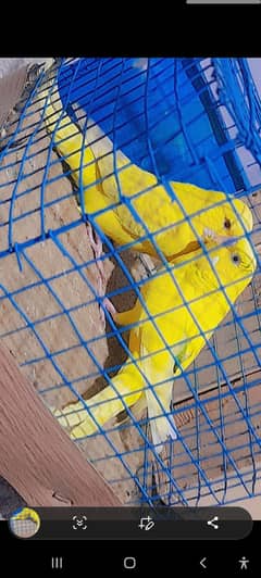 birds breeder pair  And Cage For sale۔