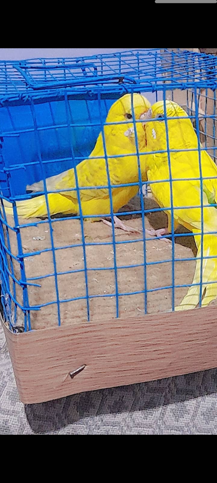 birds breeder pair  And Cage For sale۔ 1