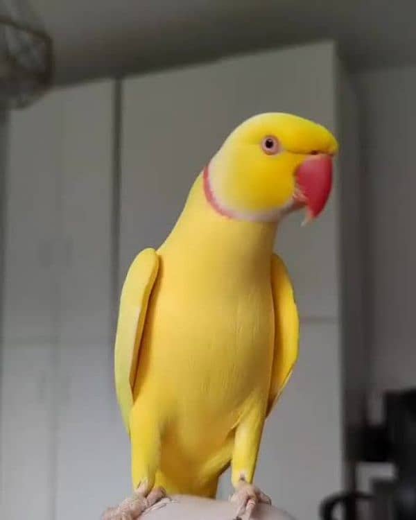 Yellow Male For Sale 0