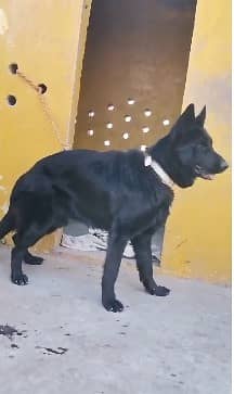 black German Shepherd puppy | double Coat female | GSD | dog 4