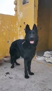 black German Shepherd puppy | double Coat female | GSD | dog 6