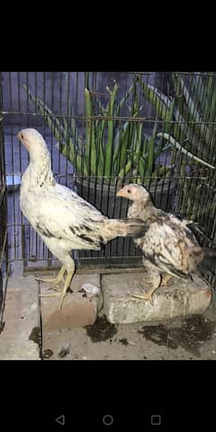 aseel chicks age almost 4 months