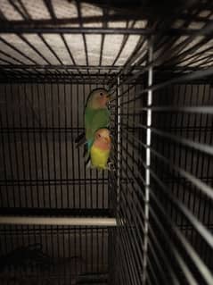 Lovebird & Java for sell