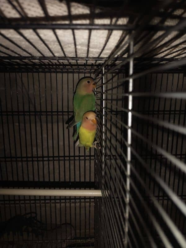 Lovebird & Java for sell 0