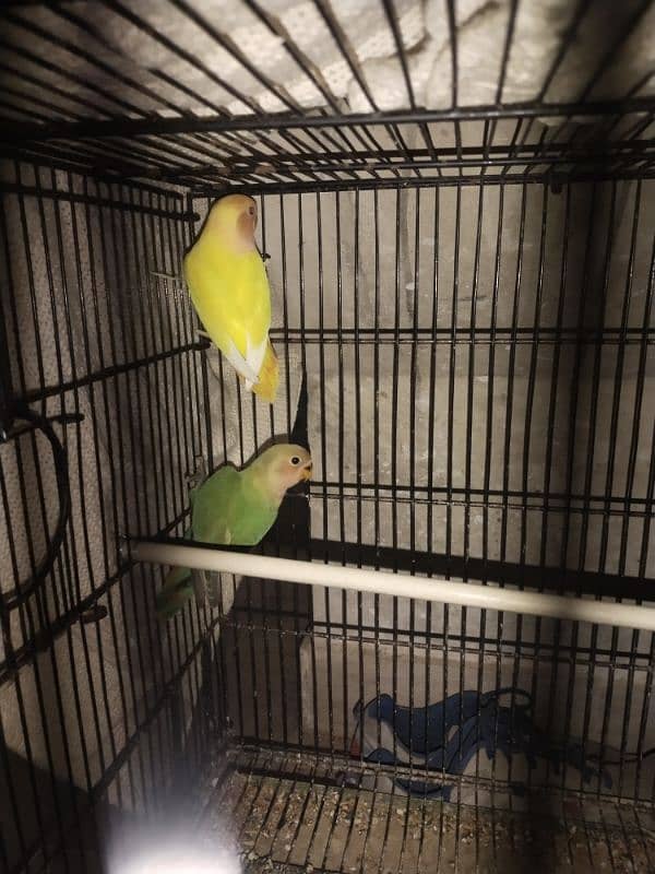 Lovebird & Java for sell 1