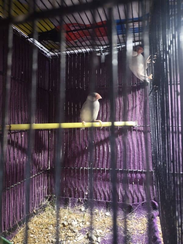 Lovebird & Java for sell 2